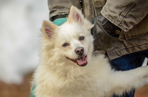 PRINCESS-PENDING - American Eskimo Dog available for adoption