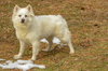 Princess-pending - Photo 2