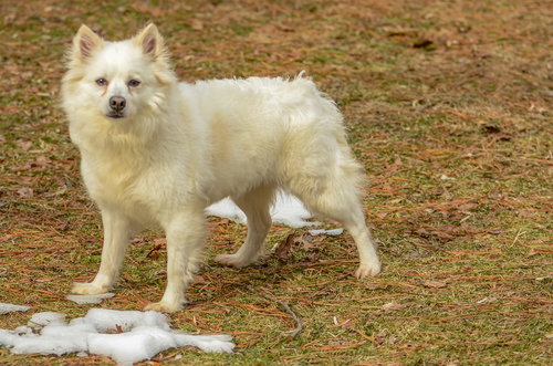 PRINCESS-PENDING - American Eskimo Dog available for adoption