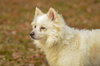 Princess-pending - Photo 3