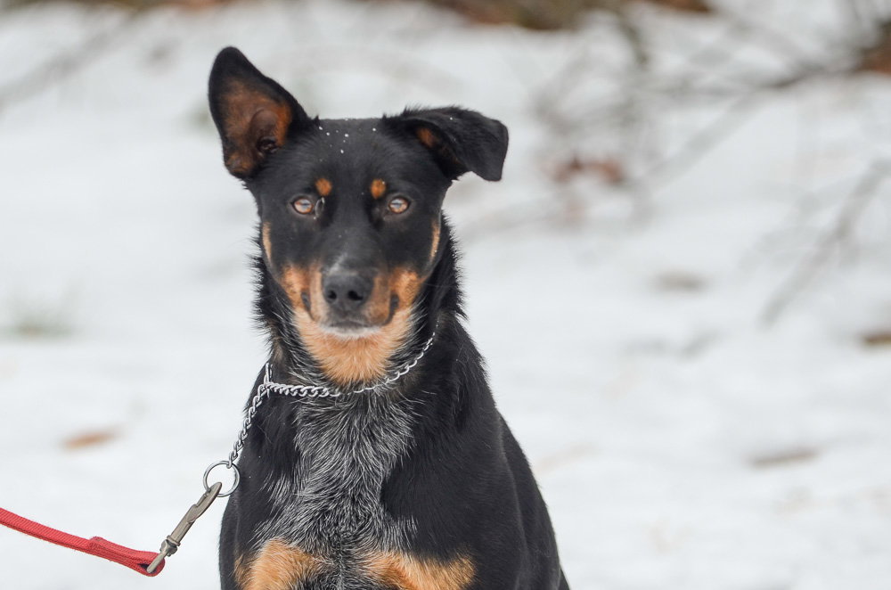 Cattle Dog
