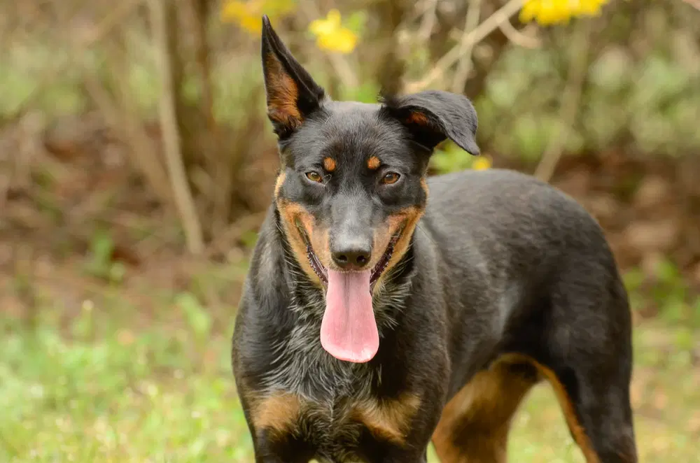 Phoenix - Cattle Dog