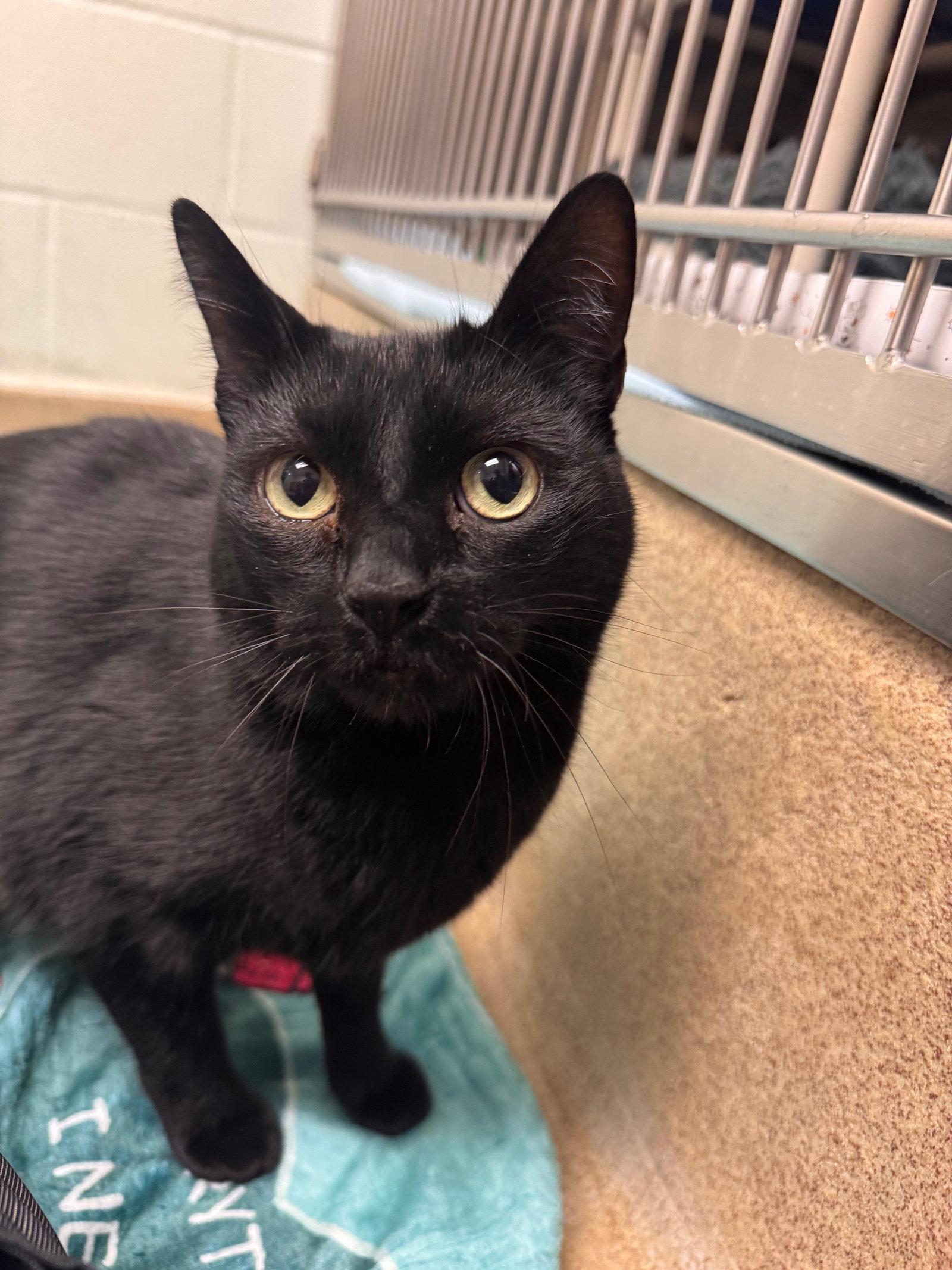 Salem -*bonded pair* Image