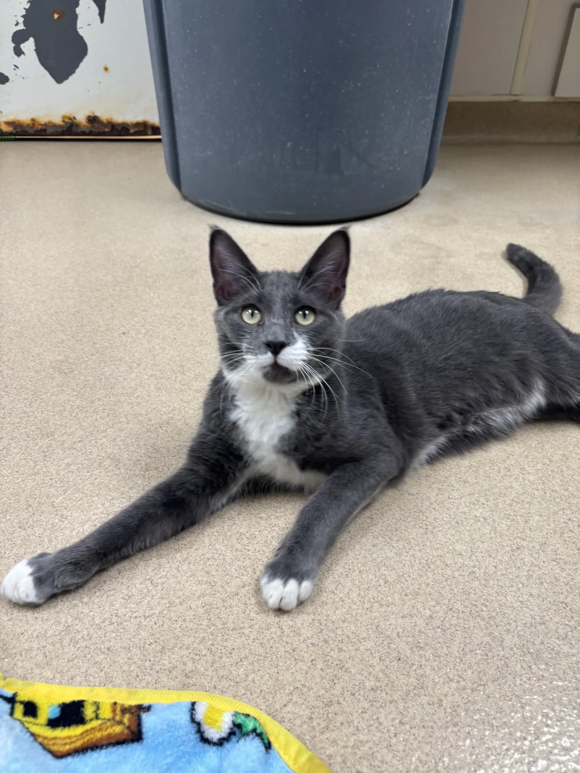 Herbie - Domestic Short Hair