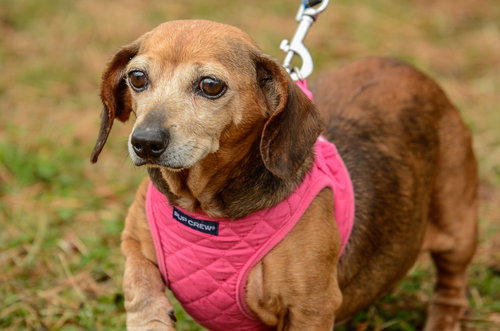 Doris, an adoptable Dachshund in Brick, NJ