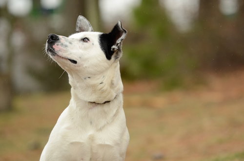 Monty, an adoptable Cattle Dog in Brick, NJ