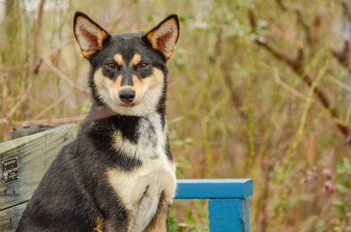 Garland, an adoptable Shiba Inu in Brick, NJ