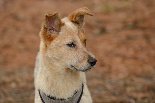 Pooh Bear, an adoptable Cattle Dog in Brick, NJ