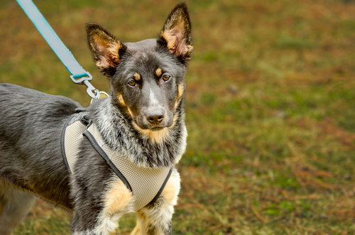 Honey, an adoptable Cattle Dog in Brick, NJ