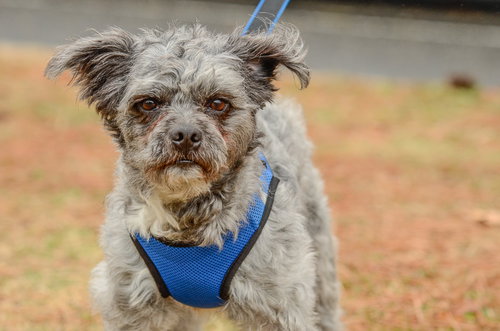 Teddy, an adoptable Terrier in Brick, NJ