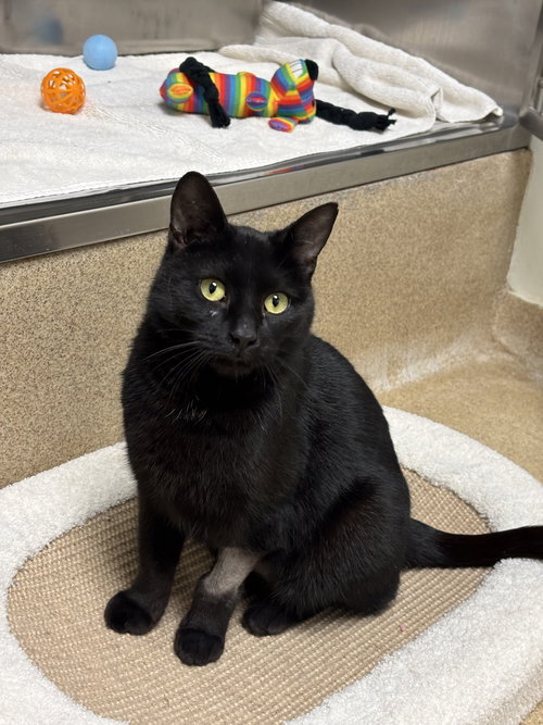JASMINE - Domestic Short Hair available for adoption