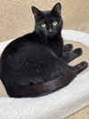 Jasmine - Photo 4