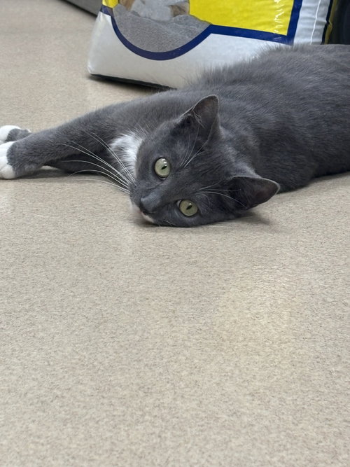 MIKA-PENDING - Domestic Short Hair available for adoption
