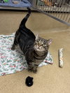 Simba - Photo 1