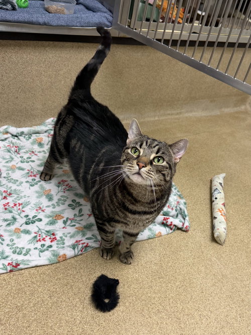 SIMBA - Domestic Short Hair available for adoption