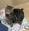 Simba - Photo 2