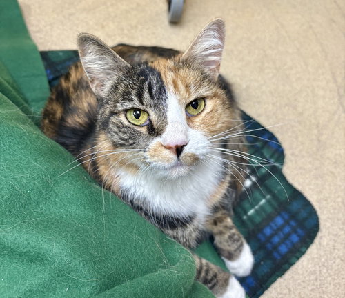 Spring, an adoptable Domestic Short Hair in Brick, NJ
