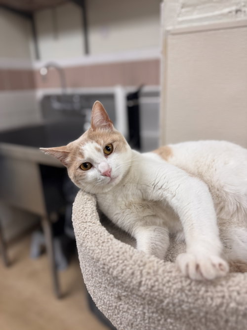 Spice, Adult Domestic Short Hair (short coat), cat for adoption in Valley Stream, New York