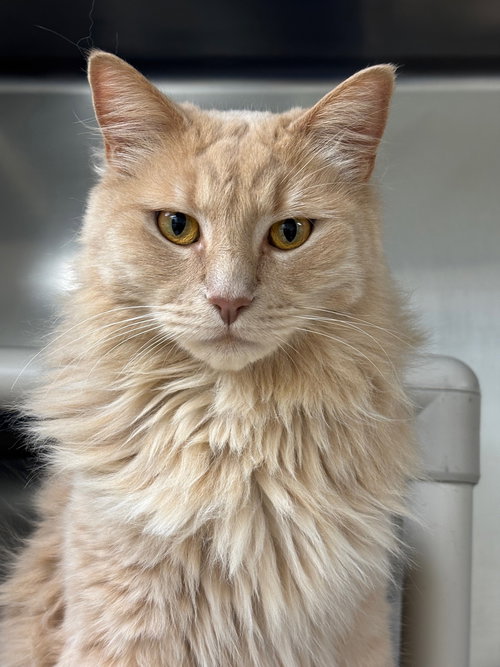 Pumpkin-pending, Adult Domestic Medium Hair (medium coat), cat for adoption in Valley Stream, New York