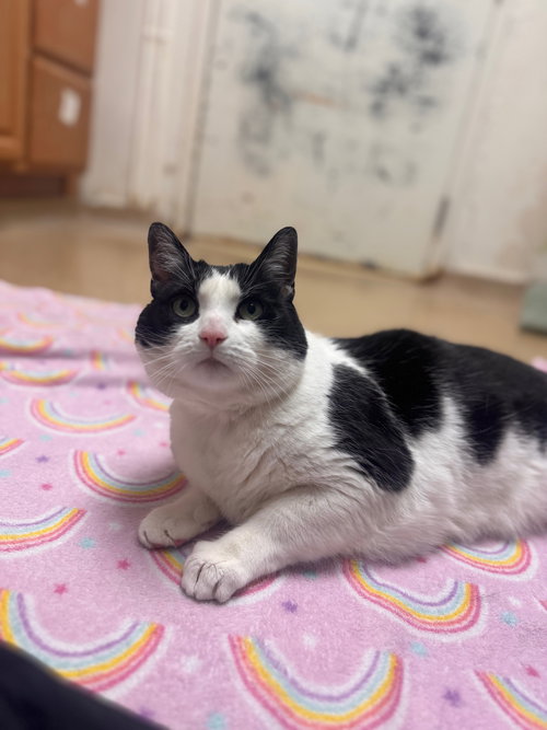 Dolly, Adult Domestic Short Hair (short coat), cat for adoption in Valley Stream, New York
