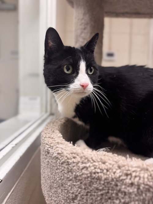 Lincoln, Senior Domestic Short Hair (short coat), cat for adoption in Valley Stream, New York