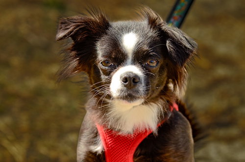 picture of the dog needing adoption
