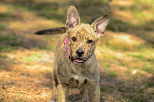 picture of the dog needing adoption