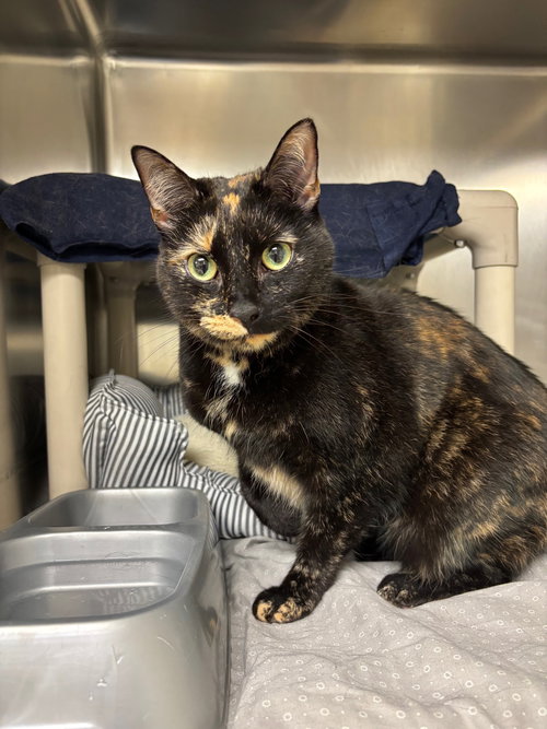 Baby Cat, Adult Domestic Short Hair (short coat), cat for adoption in Valley Stream, New York