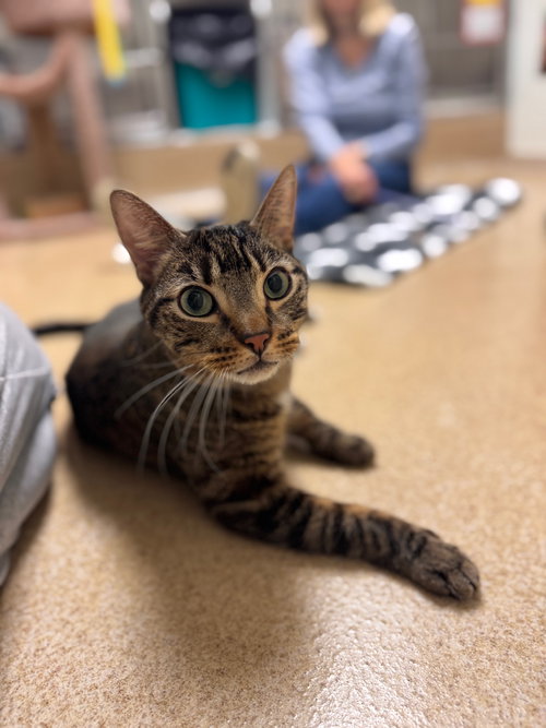 Mello, Senior Domestic Short Hair (short coat), cat for adoption in Brick, New Jersey