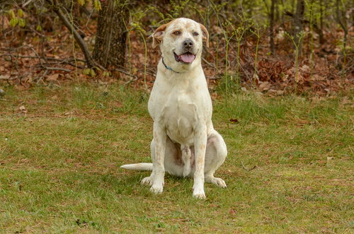 Teddy, an adoptable Australian Cattle Dog in Brick, NJ