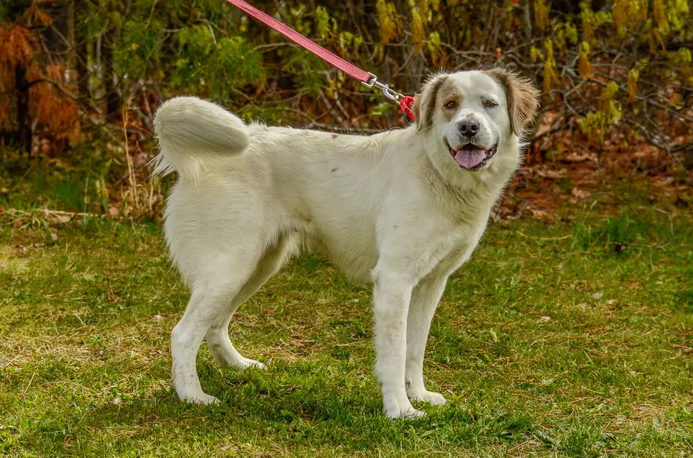 Duchess image 3