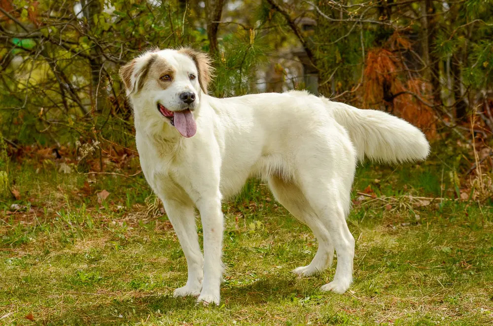 Duchess image 4