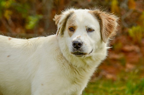 Duchess, an adoptable Australian Cattle Dog in Brick, NJ