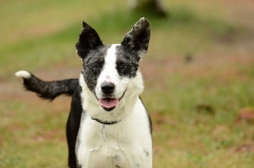 JoJo, an adoptable Australian Shepherd in Brick, NJ