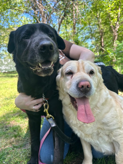 Hunter -*bonded pair*, an adoptable Labrador Retriever in Brick, NJ