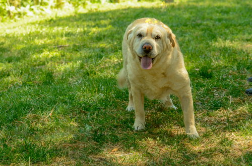 Marley