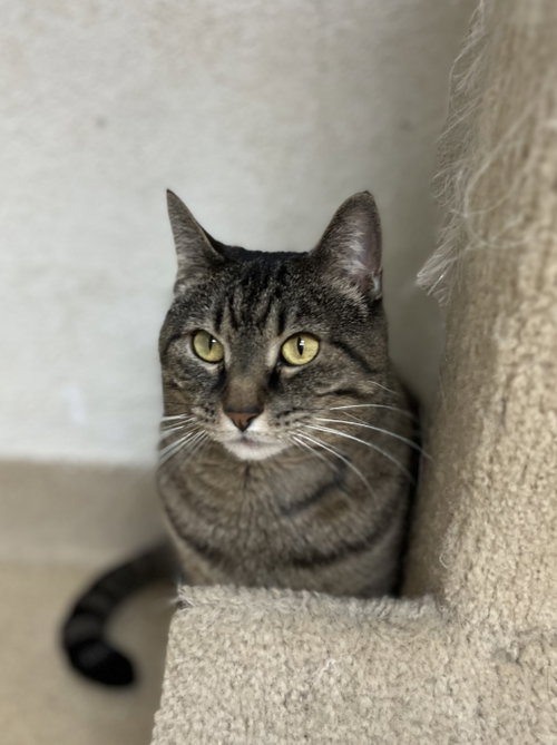 Savannah, Adult Domestic Short Hair (short coat), cat for adoption in Bayonne, New Jersey