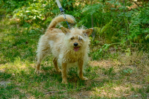 Baxter, an adoptable Terrier in Brick, NJ
