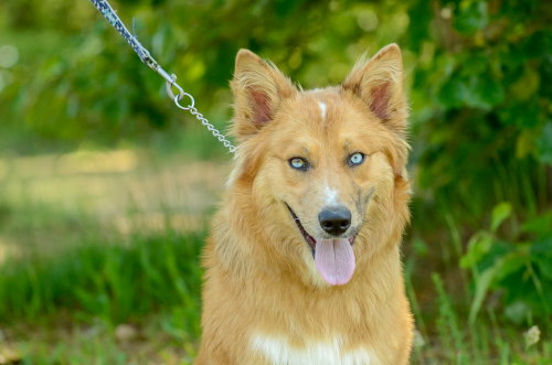 Celtyrs, an adoptable Australian Shepherd in Brick, NJ