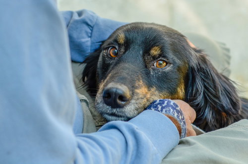 Lizzo, an adoptable Australian Shepherd in Brick, NJ