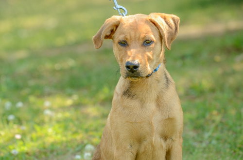 Rookie, an adoptable Labrador Retriever in Brick, NJ