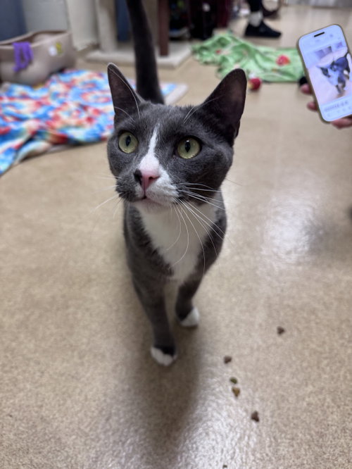 Piglet, Adult Domestic Short Hair (short coat), cat for adoption in New Brunswick, New Jersey