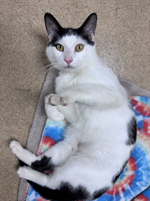 Porthos, Adult Domestic Short Hair (short coat), cat for adoption in New Brunswick, New Jersey