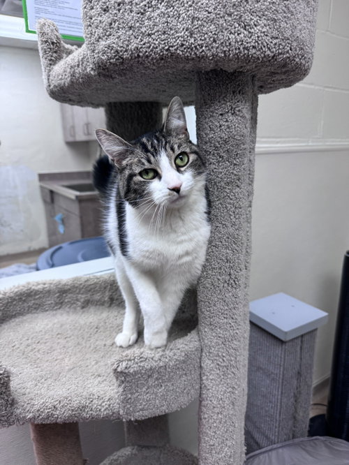 Fenway, Adult Domestic Short Hair (short coat), cat for adoption in New Brunswick, New Jersey