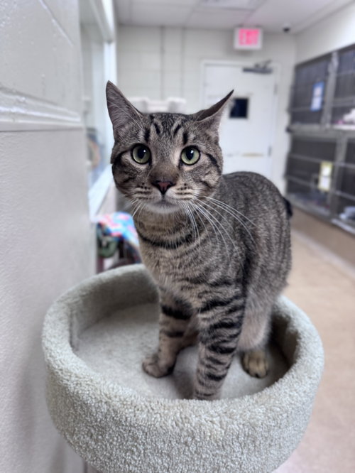 Dean, Adult Domestic Short Hair (short coat), cat for adoption in New Brunswick, New Jersey