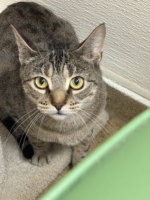 Wren, Young Domestic Short Hair (short coat), cat for adoption in New Brunswick, New Jersey