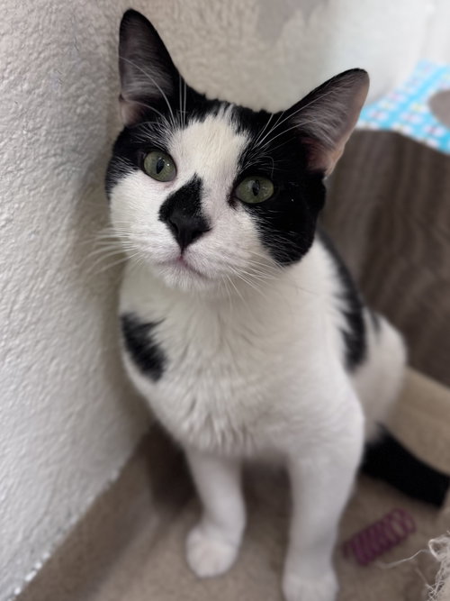 picture of the cat needing adoption