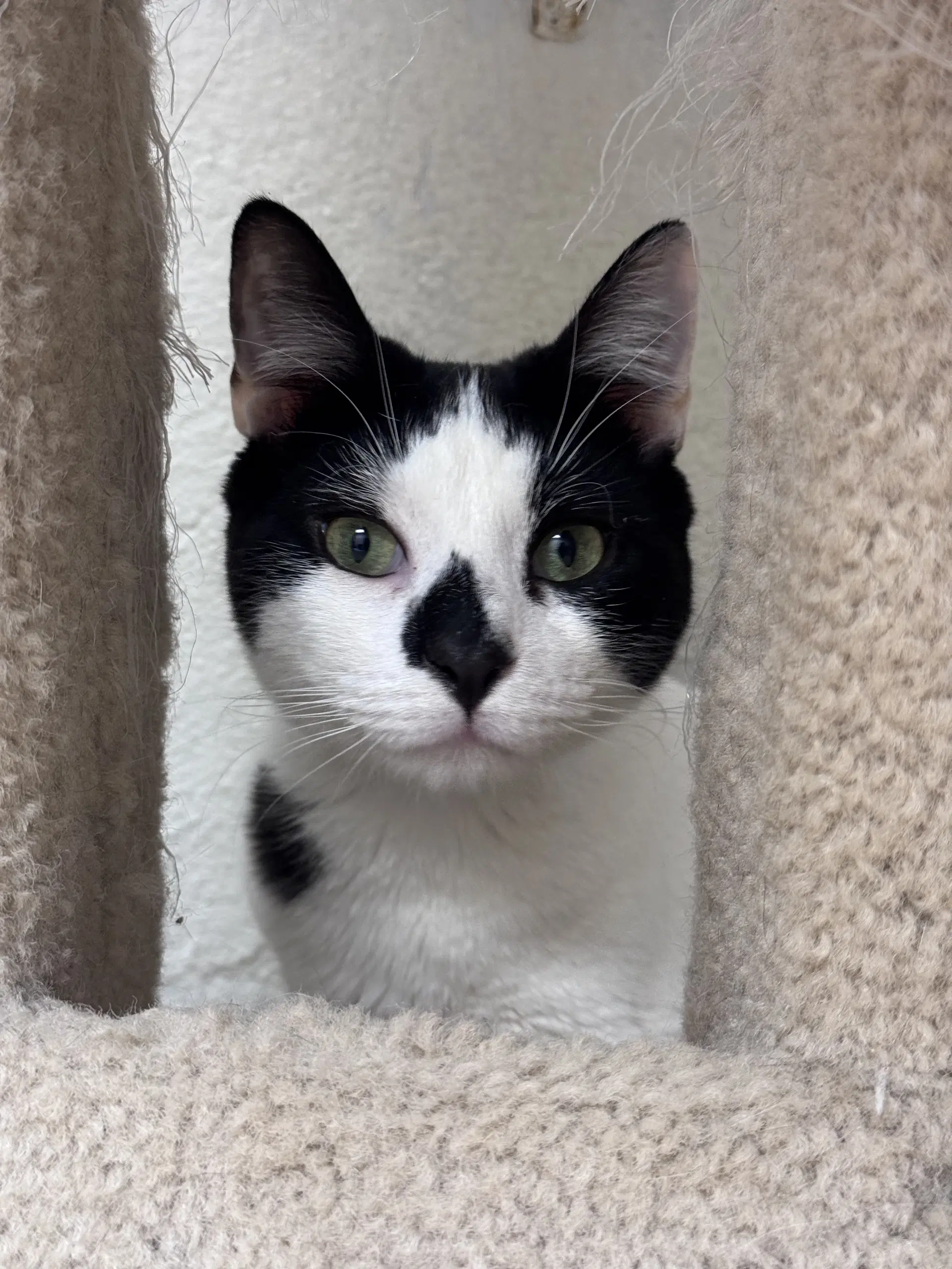Yoke - Bonded Pair - Domestic Short Hair