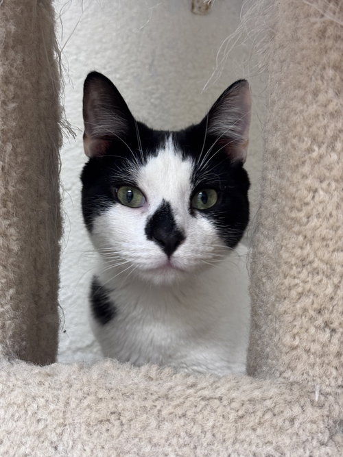 Yoke - *Bonded Pair*, a cat for adoption from Jersey Shore Animal Center
