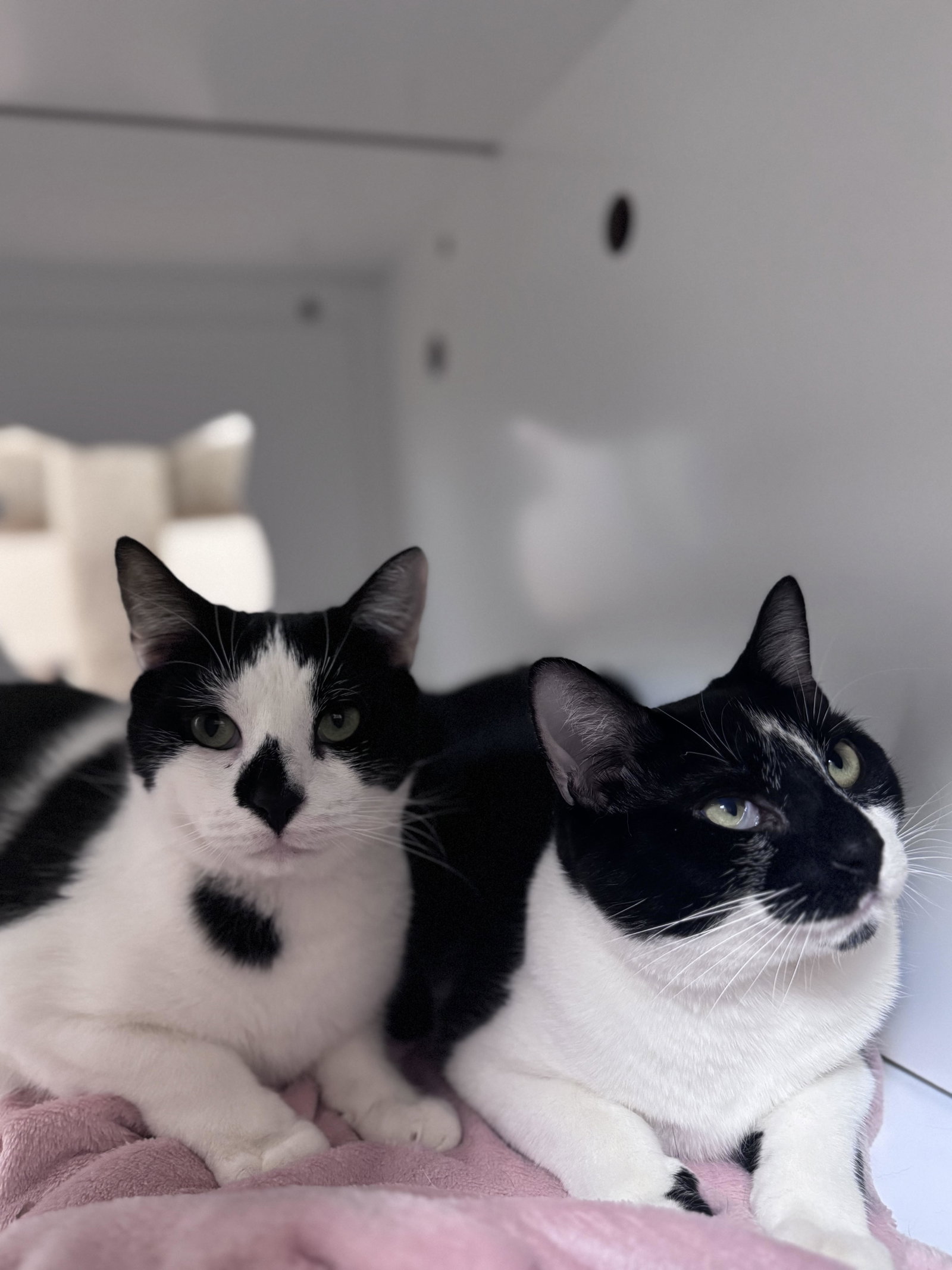 Towns *Bonded Pair*, photo 4